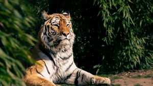 Preview wallpaper tiger, predator, big cat, animal, leaves