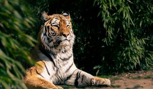 Preview wallpaper tiger, predator, big cat, animal, leaves
