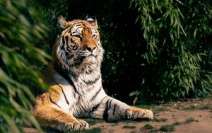 Preview wallpaper tiger, predator, big cat, animal, leaves