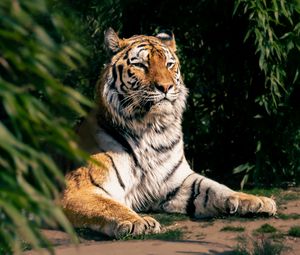 Preview wallpaper tiger, predator, big cat, animal, leaves