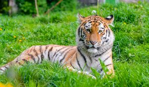 Preview wallpaper tiger, predator, big cat, animal, grass