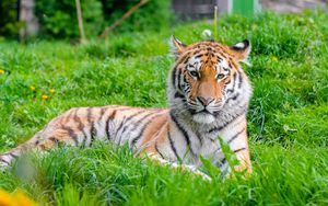 Preview wallpaper tiger, predator, big cat, animal, grass