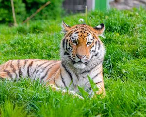 Preview wallpaper tiger, predator, big cat, animal, grass