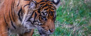 Preview wallpaper tiger, predator, big cat, grass