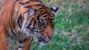 Preview wallpaper tiger, predator, big cat, grass