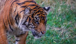 Preview wallpaper tiger, predator, big cat, grass