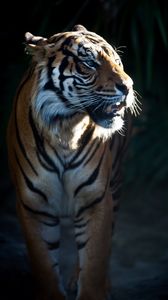 Preview wallpaper tiger, predator, big cat, animal, darkness