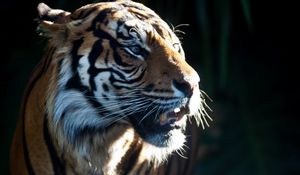 Preview wallpaper tiger, predator, big cat, animal, darkness