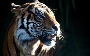 Preview wallpaper tiger, predator, big cat, animal, darkness
