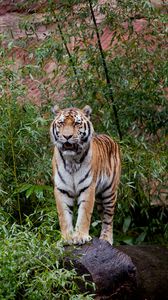 Preview wallpaper tiger, predator, big cat, leaves, log