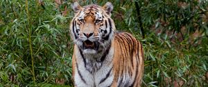 Preview wallpaper tiger, predator, big cat, leaves, log