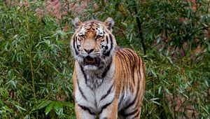 Preview wallpaper tiger, predator, big cat, leaves, log
