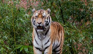 Preview wallpaper tiger, predator, big cat, leaves, log