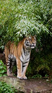 Preview wallpaper tiger, predator, big cat, branches, leaves