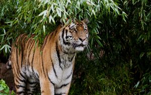 Preview wallpaper tiger, predator, big cat, branches, leaves