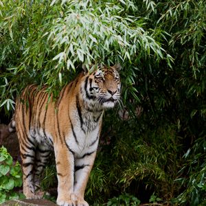 Preview wallpaper tiger, predator, big cat, branches, leaves