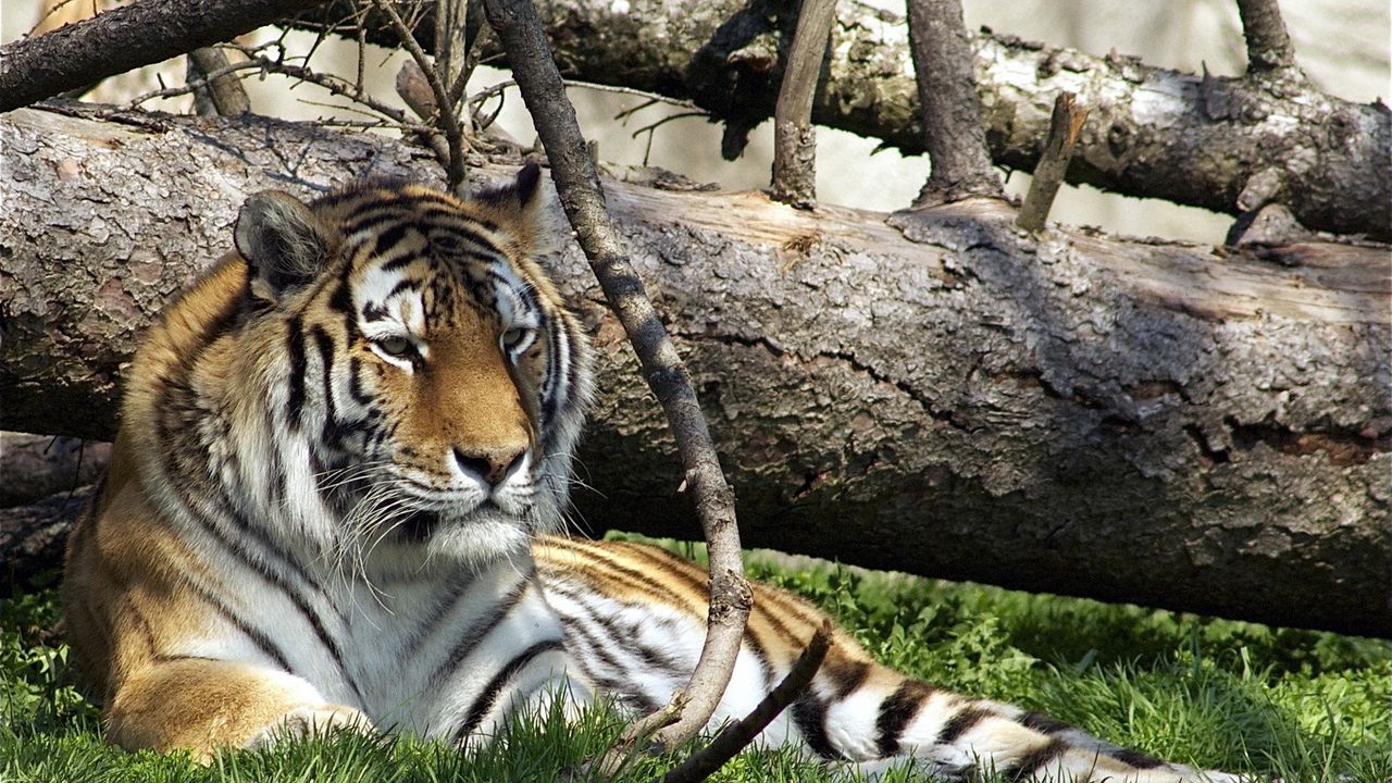 Wallpaper tiger, predator, big cat, grass, lie