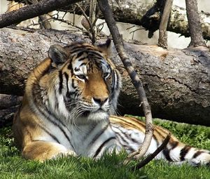 Preview wallpaper tiger, predator, big cat, grass, lie
