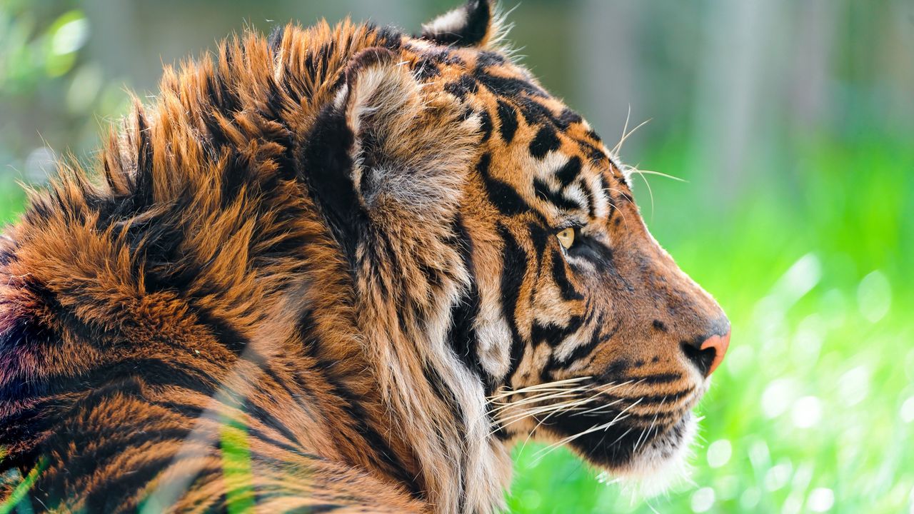 Wallpaper tiger, predator, big cat, face