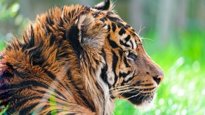 Preview wallpaper tiger, predator, big cat, face
