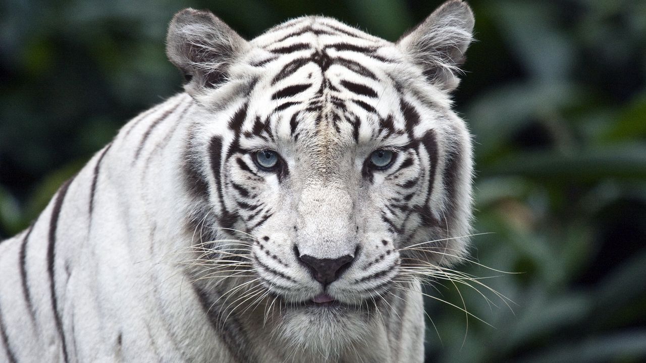 Wallpaper tiger, predator, big cat, albino, eyes, stripes