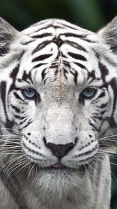 Preview wallpaper tiger, predator, big cat, albino, eyes, stripes