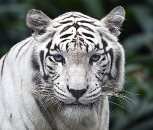 Preview wallpaper tiger, predator, big cat, albino, eyes, stripes