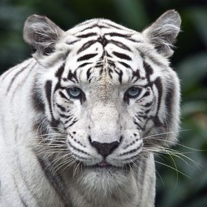 Preview wallpaper tiger, predator, big cat, albino, eyes, stripes