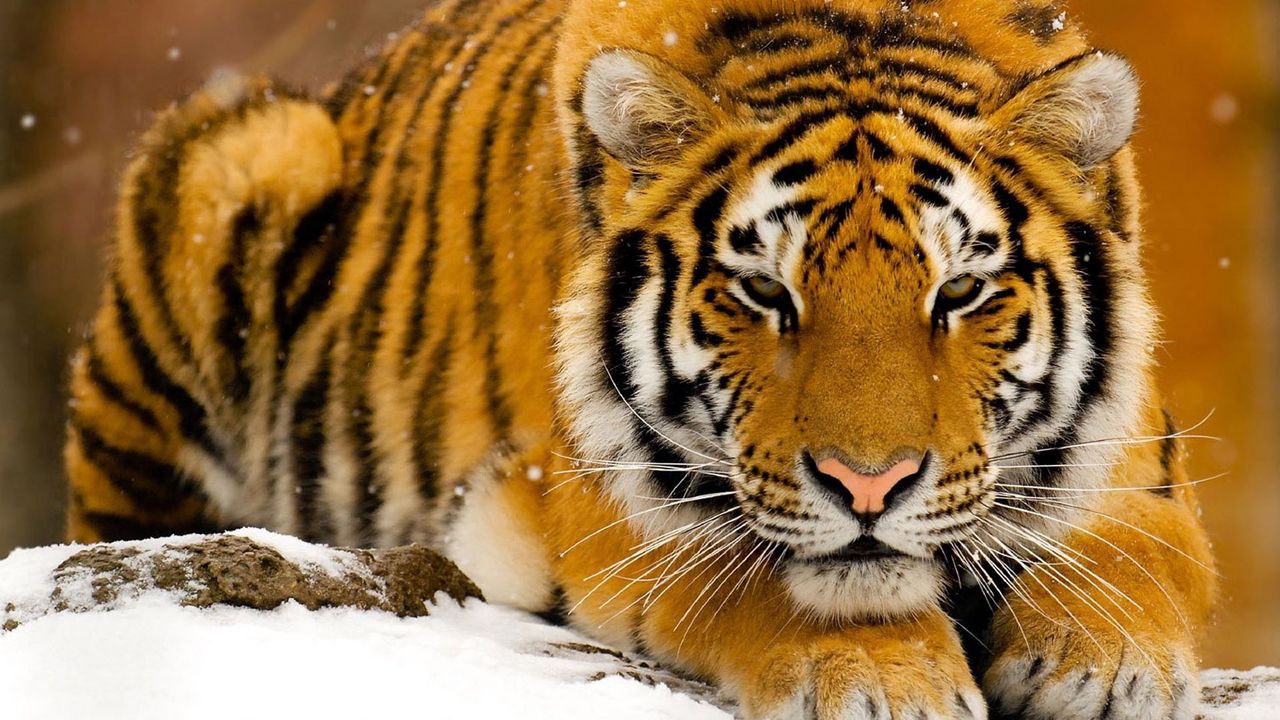 Wallpaper tiger, predator, big cat, snow, lie face
