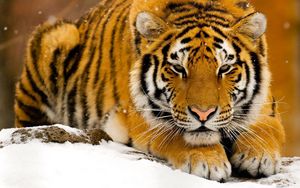 Preview wallpaper tiger, predator, big cat, snow, lie face