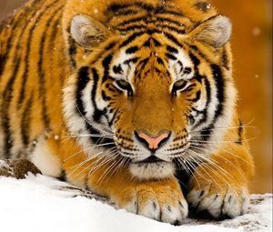 Preview wallpaper tiger, predator, big cat, snow, lie face