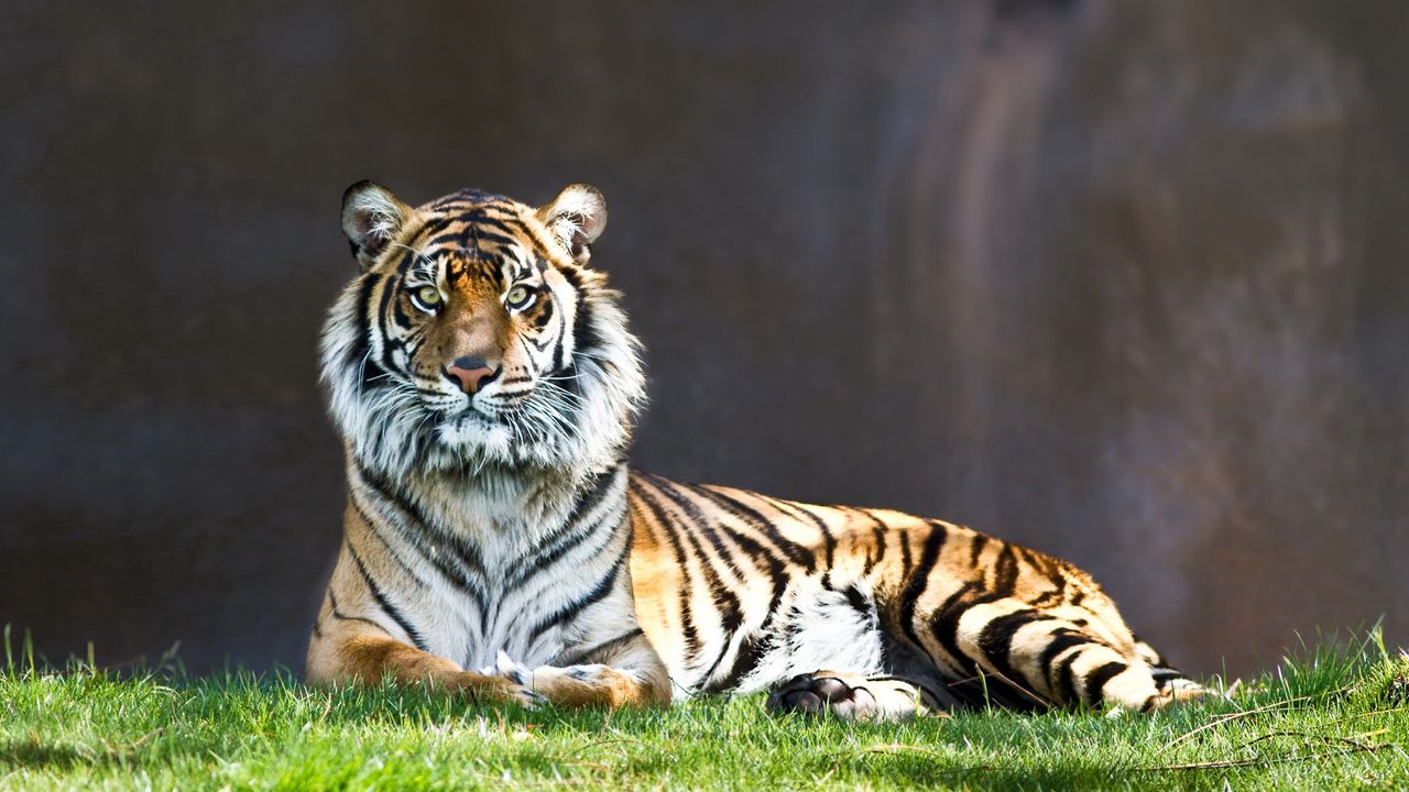 Wallpaper tiger, predator, big cat, lie, grass
