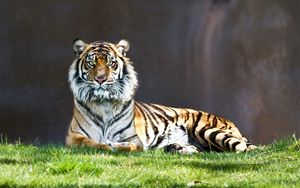 Preview wallpaper tiger, predator, big cat, lie, grass
