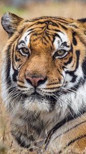 Preview wallpaper tiger, predator, big cat, grass, animal