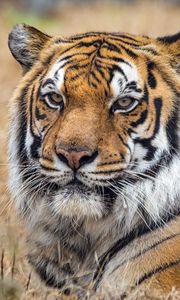 Preview wallpaper tiger, predator, big cat, grass, animal
