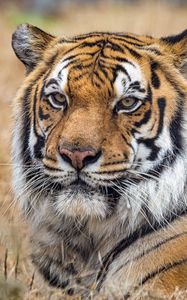 Preview wallpaper tiger, predator, big cat, grass, animal