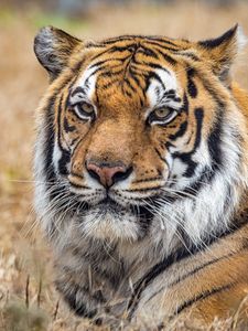 Preview wallpaper tiger, predator, big cat, grass, animal