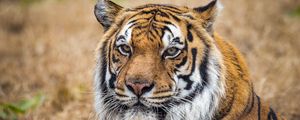 Preview wallpaper tiger, predator, big cat, grass, animal