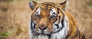Preview wallpaper tiger, predator, big cat, grass, animal