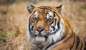 Preview wallpaper tiger, predator, big cat, grass, animal