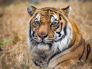 Preview wallpaper tiger, predator, big cat, grass, animal
