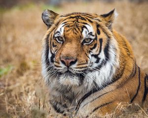 Preview wallpaper tiger, predator, big cat, grass, animal