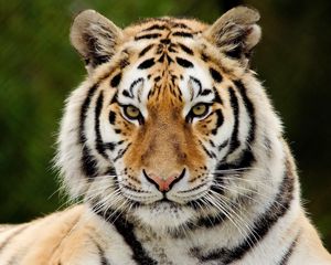 Preview wallpaper tiger, predator, big cat, face, eyes, surprise