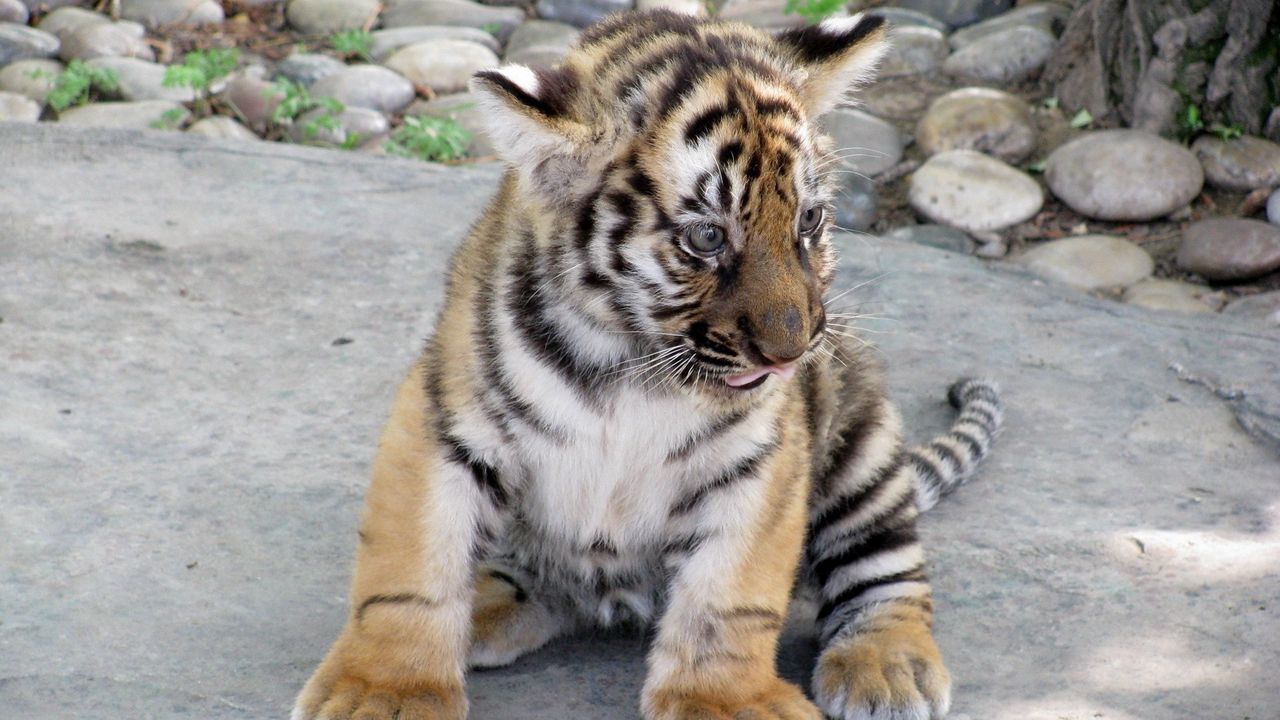 Wallpaper tiger, predator, big cat