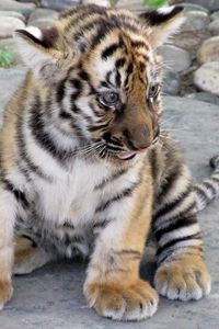Preview wallpaper tiger, predator, big cat