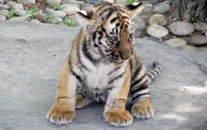 Preview wallpaper tiger, predator, big cat
