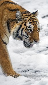 Preview wallpaper tiger, predator, big cat, snow, wild animal