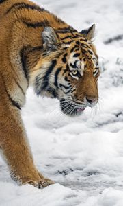 Preview wallpaper tiger, predator, big cat, snow, wild animal