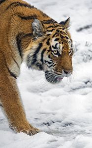 Preview wallpaper tiger, predator, big cat, snow, wild animal