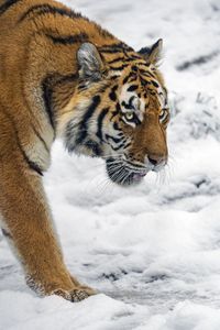 Preview wallpaper tiger, predator, big cat, snow, wild animal